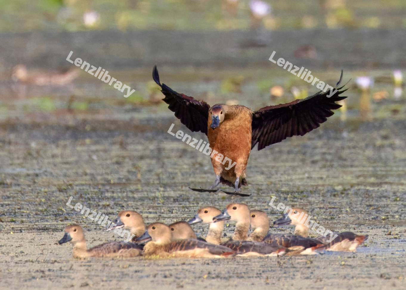 Duck flying over the duckling